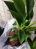 開(kāi)時(shí)果 大盆金鉆綠公主盆栽 水培綠植室內好養大葉綠蘿植物源頭直發(fā)包郵 【小苗】金鉆1盆/20-30cm-原生袋/不含盆 曬單實(shí)拍圖