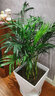 歐芽大型客廳室內盆栽綠植花卉植物鳳尾竹 散尾葵 富貴椰子z6 總高0.9-1米一盆8-12棵 原盆 曬單實(shí)拍圖