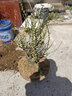 花竹戀綠梅盆景樹(shù)樁盆栽濃香耐寒綠萼梅花苗陽(yáng)臺庭院花卉植物室內外四季 綠梅30年苗(老樁型) 不含盆 曬單實(shí)拍圖