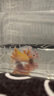 森悠（SARYOR）六角恐龍魚(yú)蠑螈活體淡水寵物冷水魚(yú)耐活家養非錦鯉水族爬行寵物魚(yú) 幼苗8-10厘米【黃金龍】 曬單實(shí)拍圖