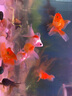 【順豐】金魚活魚觀賞魚冷水魚小魚獅子頭水族活體招財(cái)魚好養(yǎng)活蘭壽泰獅熊貓碟尾虎頭丹鳳藍(lán)瘦精品魚苗風(fēng)水魚 5-8厘米隨機(jī)3條金魚 曬單實(shí)拍圖