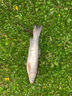 釣嗨尼活魚袋加厚耐磨沖氧便攜釣魚折疊養(yǎng)魚袋漁獲裝魚袋魚護桶垂釣用品可作釣魚袋多功能釣魚袋子垂釣裝備 （推薦款）充氧款活魚袋-小號（建議5斤以下魚獲使用 曬單實拍圖