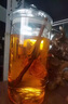 德梵蒂高端品牌泡酒玻璃瓶加厚密封罐40斤100大容量帶龍頭釀泡藥酒壇子 50斤單瓶+底座【25口徑 曬單實(shí)拍圖