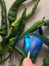 銘匯通果蔬檢測燈 波爾多液紫光手電 蔬菜熒光劑藍(lán)礬鑒測筆 365nm紫光燈【直充款】 鐵盒裝 曬單實(shí)拍圖