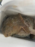 鮮活速凍多寶魚新鮮比目魚大菱鲆海鮮魚類水產(chǎn)冷凍海鮮水產(chǎn)順豐 精選多寶魚2條【單條9兩左右】 曬單實拍圖