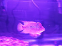 億得勝魔紅色紅魚燈 防水led魚缸燈照明紅龍羅漢増紅增色鸚鵡魚專用燈管 T4-34CM單排魔紅色 紅魚專用燈 曬單實(shí)拍圖