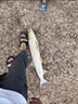 RIKIMARU 力丸 沉水包芯大力馬魚(yú)線 筏釣海釣路亞主線PE線防咬子線 12股熒光綠150m 2.5號(hào) 曬單實(shí)拍圖