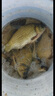 黃金眼小碎目高靈敏魚(yú)漂冬釣輕口鯽魚(yú)漂高靈敏黃金眼蘆葦浮漂 L-1079 2號(hào)加粗尾(小碎目) 曬單實(shí)拍圖