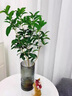 水培四季桂花樹苗陽臺盆栽室內(nèi)水養(yǎng)濃香型花卉室內(nèi)辦公桌好養(yǎng)植物 桂花單發(fā)植物30-40厘米+吊牌 曬單實(shí)拍圖
