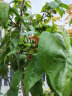 美乐棵美乐棵通用型缓释肥2.8KG/袋园艺花肥肥料盆栽绿植通用缓释营养粒 实拍图