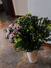 花珊珊【精品嚴選】真花鮮切花小雛菊百合向日葵洋甘菊家庭室內水養插花 小雛菊綠精靈一扎 曬單實(shí)拍圖