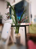 劉閣蘭花蘭花 濃香紅素花紫霞仙女 夏帶花苞室內(nèi)室外綠植蘭草花卉盆栽 2苗連體裸根 曬單實拍圖