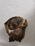 莊莊有河大連北黃海大海螺野生鮮活 海鮮貝類生鮮 大規(guī)格共9-12只 1500g 500g 曬單實拍圖