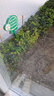 綠化苗金葉女貞樹苗小葉女貞冬青衛(wèi)矛小區(qū)園林樹苗工程苗木批發(fā) 金葉女貞 40-60高20顆 曬單實拍圖