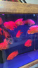 漁次郎智能定時魚缸燈防水照明led燈七彩變色水族箱龍魚專用燈管可調(diào)光 七彩遙控?zé)?      【長170cm-34瓦】 曬單實拍圖