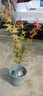 日本紅楓樹(shù)苗 日本紅楓小苗 紅楓小苗彩色苗木庭院花卉植物盆栽 嫁接 高 60-80厘米苗 曬單實(shí)拍圖
