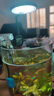 亞峰（yafeng）魚缸夾燈小魚缸燈led燈防水水草燈觀賞燈全光譜照明專用燈斗魚缸 USB白RGB仿太陽光夾燈3W 曬單實拍圖