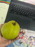 【順豐】萊陽(yáng)慈梨 山東煙臺萊陽(yáng)特產(chǎn)貢梨脆甜梨子 新鮮水果 禮盒 6個(gè)特大果 約7斤 精選 曬單實(shí)拍圖