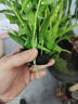 魚缸活體水草造景淡水植物水族箱裝飾真草水下中后景自動沉底 水竹坨草 曬單實拍圖