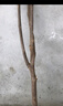 嫣藍果樹(shù)苗無(wú)花果苗當年結果波姬紅盆栽地栽無(wú)花果1.5cm粗1棵源頭直發(fā) 曬單實(shí)拍圖