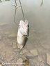 熊火胡須佬路亞餌旋轉復合亮片噪音淡水海釣翹嘴鯰魚黑魚桂狗鱸魚餌 胡須佬B款+E款13g兩只裝 曬單實拍圖