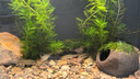 異景園魚缸造景莫斯水草陶罐躲避洞魚蝦躲避屋慈鯛罐水晶蝦窩繁殖罐蝦罐 石頭罐綁莫斯 曬單實(shí)拍圖