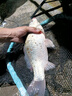 小早川日本原裝進(jìn)口魚線主線十大尼龍線品牌子線強(qiáng)拉力釣魚線 進(jìn)口主線 曬單實(shí)拍圖