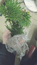 山頭林村野生卷柏盆栽九死還魂草小盆栽植物迷你綠葉植物四季常青 精品3頭型1株 下單 曬單實拍圖
