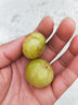 廣東潮汕余甘果（現摘現發(fā)）新鮮油甘果油柑果 青滇橄欖孕婦酸水果牛甘果余甘子油柑子 精選果 1斤 曬單實(shí)拍圖