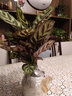 看匠孔雀竹芋盆栽室內桌面陽(yáng)臺衛生間多年生耐陰花卉綠植盆景好養易活 高度10-15厘米 曬單實(shí)拍圖
