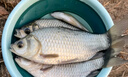 紅狼尖峰輕量版28偏19綜合臺釣手竿鯽鯉鰱鳙青魚(yú)超輕超硬手竿野釣魚(yú)竿 8.1m 5H超輕小綜合 曬單實(shí)拍圖