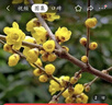 臘梅樹(shù)苗素心臘梅紅梅冬季開(kāi)花濃香型花卉耐寒綠化植物黃色臘梅樹(shù) 高桿臘梅【2厘米粗1棵】現挖現發(fā) 曬單實(shí)拍圖