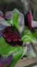 十月稻田 23年鲜食黑糯玉米200g*8穗 东北低脂紫玉米 黑色粘玉米 杂粮礼盒 实拍图