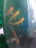 AIPHAROW觀(guān)賞魚(yú)錦鯉魚(yú)活體冷水魚(yú)金魚(yú)魚(yú)苗大正紅白黃金烏金白寫(xiě)丹頂淡水魚(yú) 8-10cm（黃金2+紅白2+三色1） 曬單實(shí)拍圖