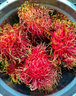 愛(ài)鮮摘農場(chǎng) 金獎·海南紅毛丹保亭7號【JD-多地次日達】毛荔枝水果禮品送禮 3斤【嘗鮮-量較少】?jì)?斤 嘗鮮果丨甜度約17° 曬單實(shí)拍圖