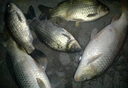 川澤淺水漂草洞冰釣魚(yú)漂加粗醒目小吃鉛高靈敏浮漂鯽魚(yú)大浮力綜合漂 CN-1粗尾【浮釣草魚(yú)】鉛3-4g 1號(hào) 曬單實(shí)拍圖
