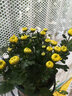 千芳閣盆栽菊花苗大菊花苗秋菊九月菊花盆栽庭院花卉四季菊花帶花苞發(fā)貨 檸檬黃 大苗 花期帶花 曬單實(shí)拍圖