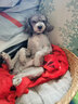 阿莫爾寵物貓咪衣服保暖背帶四腳衣加厚加絨狗狗衣服小型犬冬季泰迪幼犬 小鹿背帶四腳衣(藍灰色) XS(具體參考身長(cháng)和胸圍) 曬單實(shí)拍圖