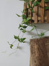 野派 現代簡(jiǎn)約家居客廳裝飾花朱頂蘭藝術(shù)插花 冰裂釉陶瓷花器花藝套裝擺件 絹花仿真花卉 AA080 鐵線(xiàn)蓮單支 曬單實(shí)拍圖