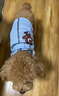 寵星記 寵物衣服 中小型犬貓 可愛卡通背心 冬季居家防飄毛 泰迪比熊 淺藍(lán)背帶 大號XL碼 胸圍42-46cm 曬單實拍圖