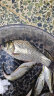 神鲨湖库王4.5米鱼竿超轻超硬碳素钓鱼竿手竿台钓竿鲤鱼杆鲫鱼竿渔具 实拍图