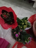 手耕田長(cháng)壽花盆栽重瓣金狐貍大花帶花苞花苗四季室內開(kāi)花好養的花卉植物 【苗原土帶花苞】紫羅蘭 不含盆 曬單實(shí)拍圖