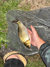 化氏小惠冬春釣鯽魚(yú)配方餌料化紹新魚(yú)拉餌鋼彈2號#腥香 小惠四季窩餌料套餐 曬單實(shí)拍圖