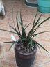劉閣蘭花劉閣蘭花 春蘭老八種萬(wàn)字 梅瓣現帶花苞出售陽(yáng)臺室內綠植花卉盆栽 4苗連體裸根帶花苞 曬單實(shí)拍圖