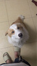 栓狗鐵鏈子大型犬304不銹鋼鐵鏈子狗加粗加長中小型犬防咬狗鏈子 4mm粗3米長    40-80斤狗狗 短環(huán)鏈條，力氣大購買大一號 曬單實拍圖