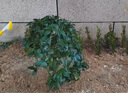 楓溢秋 小葉黃楊苗瓜子黃楊苗法國冬青苗冬青苗金邊黃楊庭院綠籬樹苗 曬單實(shí)拍圖