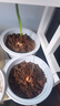 漢檸  仙客來(lái)球花卉盆栽苗 仙客來(lái)大苗帶花年宵花卉仙客來(lái)花苗 四季開(kāi)花 藍色苗 四季開(kāi)花 仙客來(lái)種球 曬單實(shí)拍圖