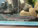鱘魚(yú)苗淡水養殖大型冷水魚(yú)可食用中華觀(guān)賞魚(yú)缸清潔批發(fā)鱘魚(yú)魚(yú)苗 優(yōu)質(zhì)鱘魚(yú)苗13-16厘米10條 曬單實(shí)拍圖