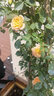 坤卉薔薇花苗爬藤耐寒藤本月季特大爬墻花卉陽(yáng)臺盆栽庭院植物四季開(kāi)花 甜夢(mèng)（當年開(kāi)花爆滿(mǎn)） 1.6米左右爬藤特大苗 曬單實(shí)拍圖