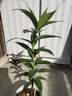 疏影暗香 百合花種球 帶芽香水百合種球 四季花卉好養(yǎng)易活盆栽室內濃香 紅色百合+懶人盆+土 1份 曬單實拍圖